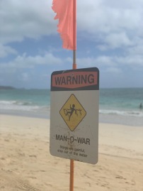 Man of War spotted!