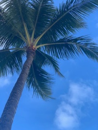 The majestic Palm